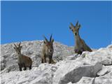 Planina Blato - Teme (Hribarice)